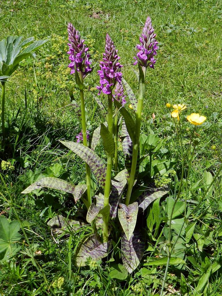 Pirenei Occidentali francesi - Dactylorhiza majalis